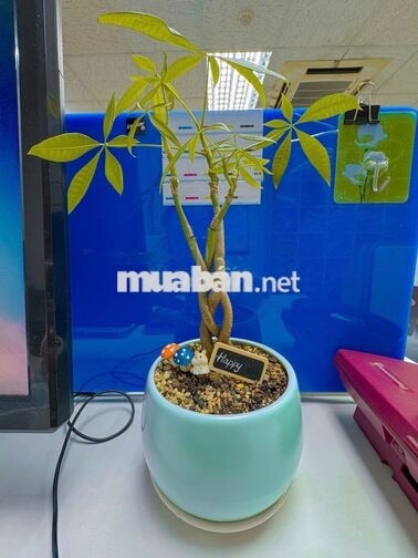 Nhân viên kinh doanh (dicrect sale)