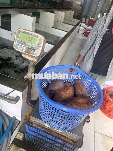 tuyển nam giao hàng Hải sản tươi sống