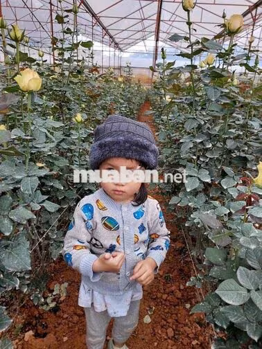 Cần tuyển 1 cặp vợ chồng về làm vườn