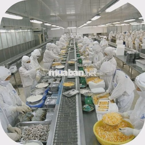 [HIỆP PHƯỚC] THỜI VỤ CHẾ BIẾN BAO CƠM  CA 12H