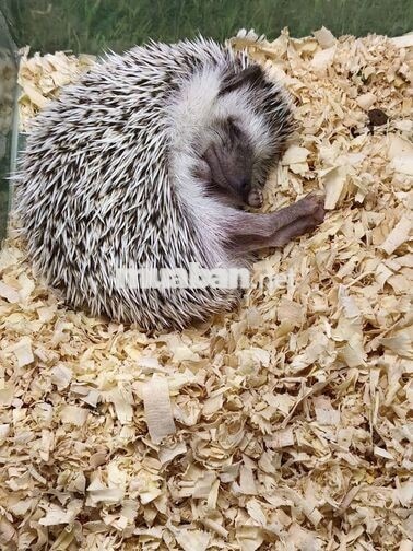Ca tối bán hàng pet shop
