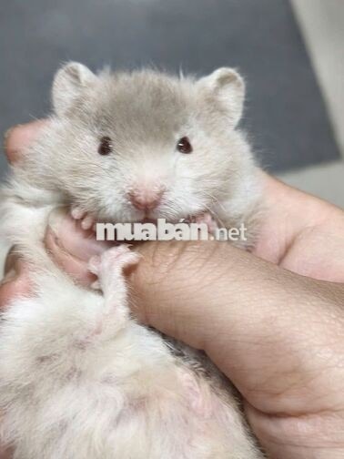 Ca tối bán hàng pet shop
