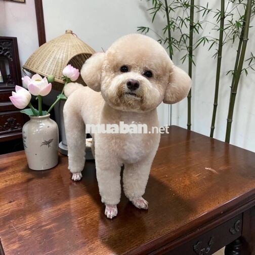 LILDAN Tân Phú cần tuyển 1nv chăm sóc thú cưng