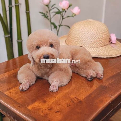 LILDAN Tân Phú cần tuyển 1nv chăm sóc thú cưng