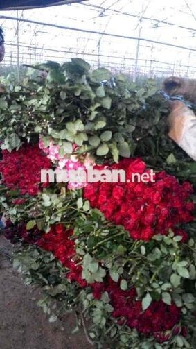 CẦN TUYỂN 1 CẶP VỢ CHỒNG LÀM VƯỜN