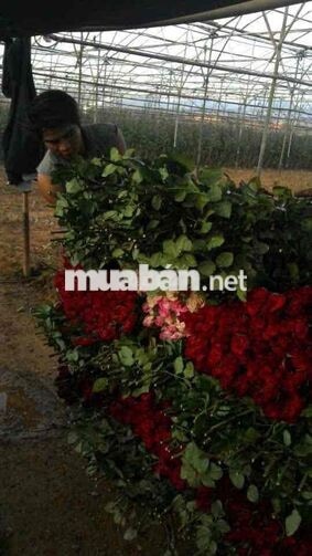 CẦN TUYỂN 1 CẶP VỢ CHỒNG LÀM VƯỜN