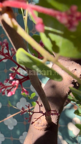 Tuyển nhân viên pha chế cho quán cafe Carambola