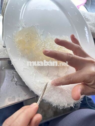 TUYỂN NHÂN VIÊN NGÀNH YẾN SÀO PHỤ TAY CHÂN CƠ BẢN 