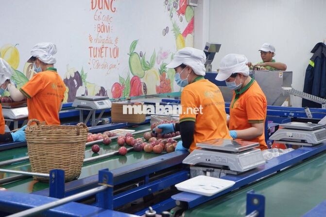 THỊNH AN TUYỂN DỤNG CÔNG NHÂN SẢN XUẤT