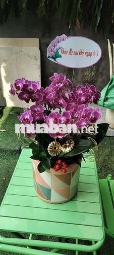 cần 1 tài xế lái xe van giao nhận 