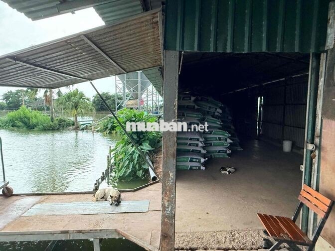 Tuyển công nhân nuôi cá tra tại P. Tân Lộc, Cần Th