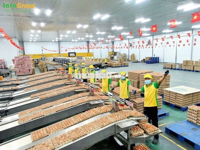 Nhân viên nhà máy xử lý trứng