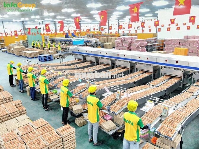 Nhân viên nhà máy xử lý trứng