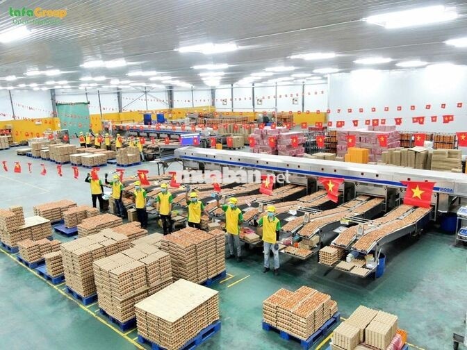 Nhân viên nhà máy xử lý trứng