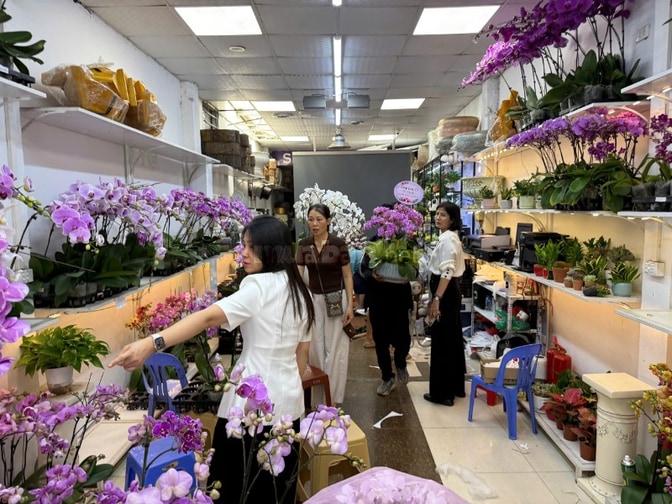 NV Bán hàng Thời Vụ 20-10 shop Hoa lan Cây cảnh