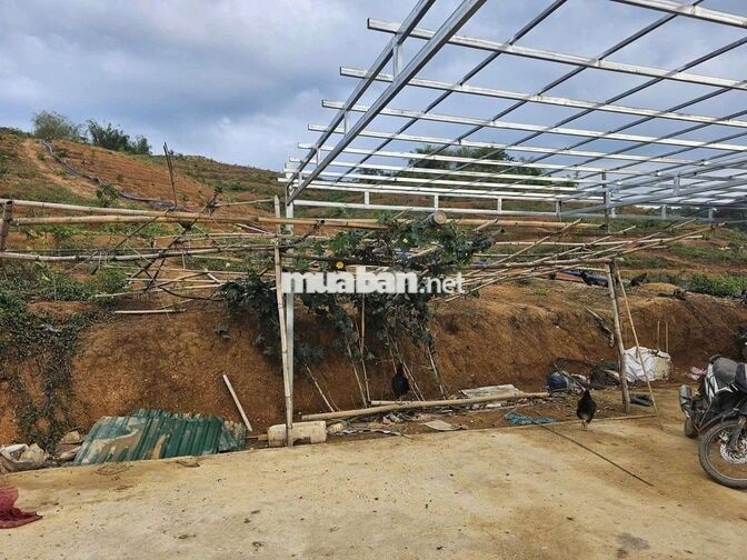 Tuyển Cặp VC Làm Vườn Sầu riêng Cư Jut 