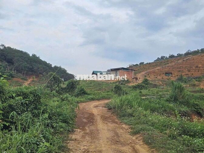Tuyển Cặp VC Làm Vườn Sầu riêng Cư Jut 