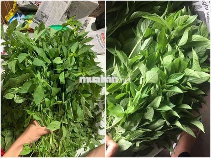 Cần tìm người nhặt rau, xắt thịt 