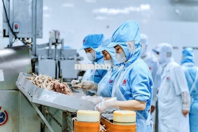 TUYỂN DỤNG NHÂN VIÊN CHẾ BIẾN ĐỒ HỘP TẠI SƠN TRÀ