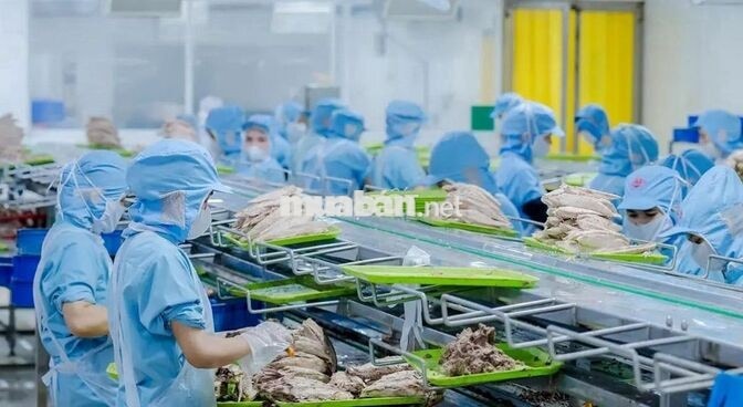 TUYỂN DỤNG NHÂN VIÊN CHẾ BIẾN ĐỒ HỘP TẠI SƠN TRÀ