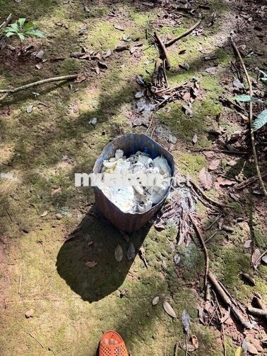 tuyển 5 công nhân cạo mủ ăn sản phẩm cây đục năm 2