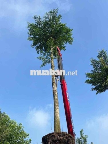 TUYỂN 01 tài xế xe cẩu bằng C bao ăn ở