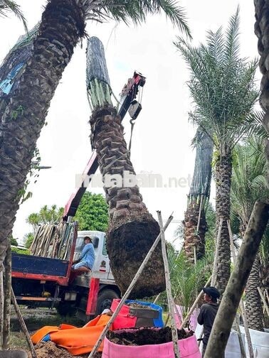 TUYỂN 01 tài xế xe cẩu bằng C bao ăn ở