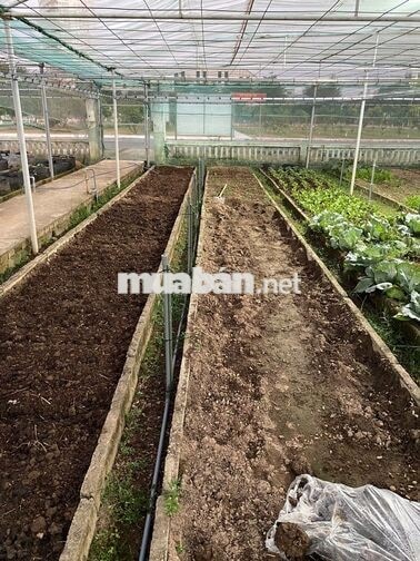 🌱 TUYỂN NAM NHÂN VIÊN LÀM VƯỜN RAU – ĐÀ NẴNG 🌱