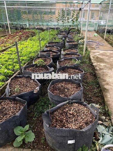 TUYỂN NỮ (35-55 tuổi) LÀM VƯỜN RAU – ĐÀ NẴNG