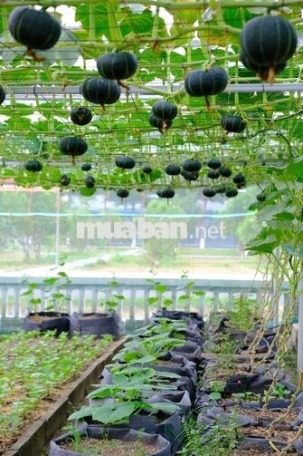 TUYỂN NỮ (35-55 tuổi) LÀM VƯỜN RAU – ĐÀ NẴNG