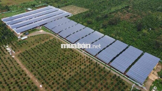 TUYỂN CÔNG NHÂN NUÔI GÀ CÔNG NGHIỆP