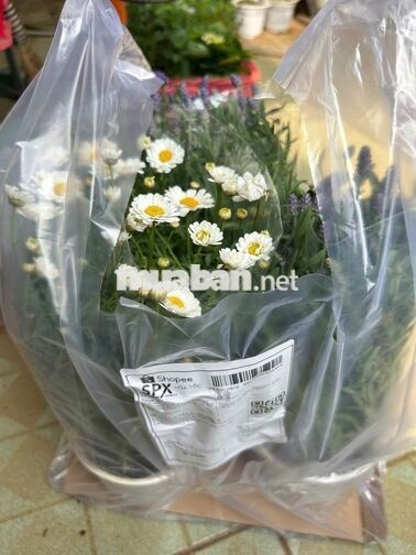 Tuyển Quản Lý Kho & Soạn Đơn Cây Cảnh Q.10 HCM